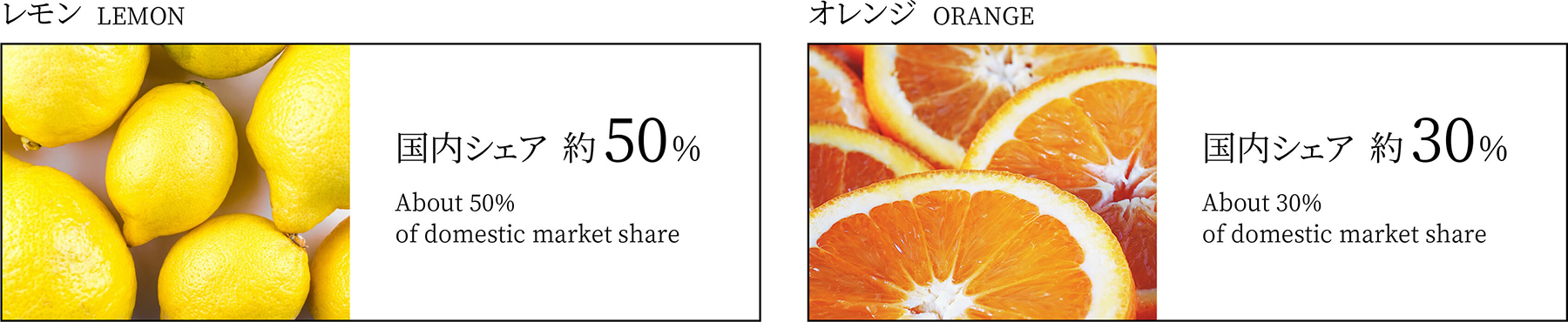 世界中からフレッシュな青果物を日本に輸入。